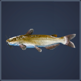Call of the Wild: The Angler™ - Guide to Fishing + Baits - (WiP) Channel Catfish - 2DD5685