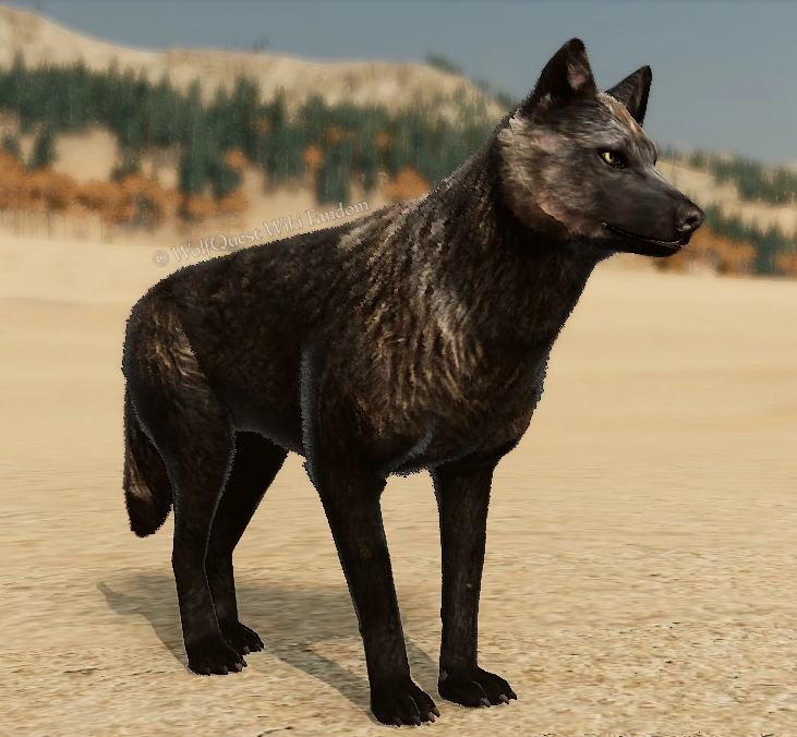 WolfQuest: Anniversary Edition - Tips how to get NPC Coats - Bronze Forehead - 20AF2EA