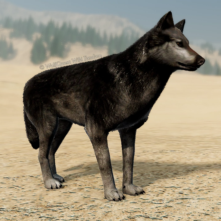 WolfQuest: Anniversary Edition - Tips how to get NPC Coats - Chocosnout - 3BB7331