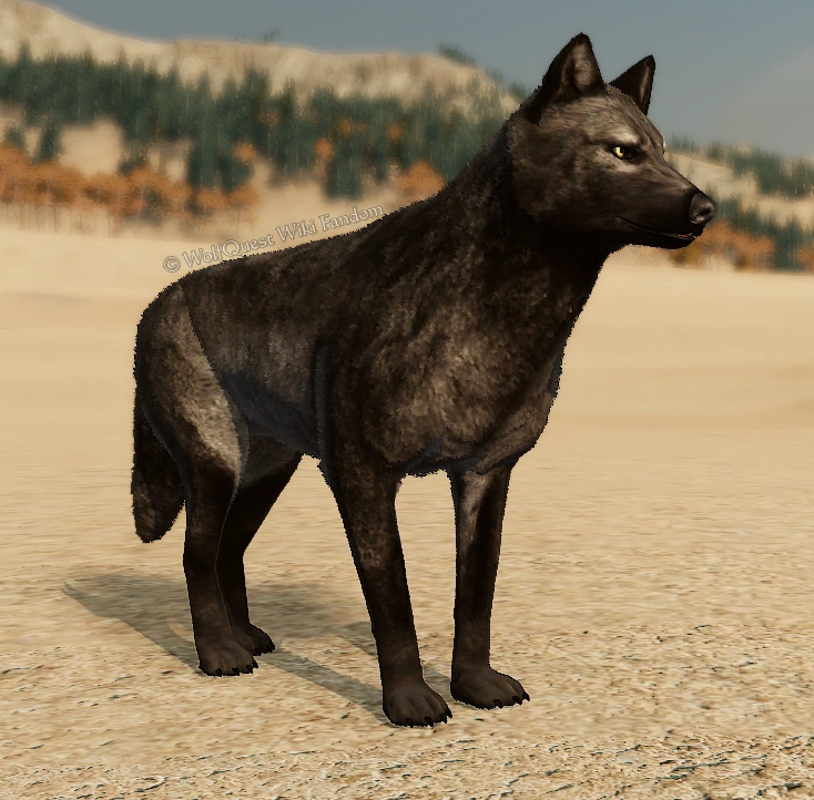 WolfQuest: Anniversary Edition - Tips how to get NPC Coats - Eyebrows - 1C8E222