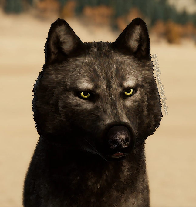 WolfQuest: Anniversary Edition - Tips how to get NPC Coats - Eyebrows - 386F53A