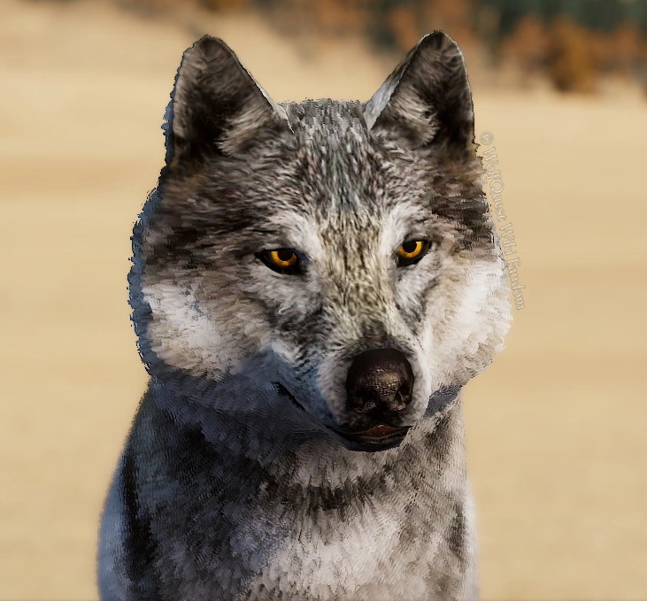 WolfQuest: Anniversary Edition - Tips how to get NPC Coats - Stormy - 943E97B