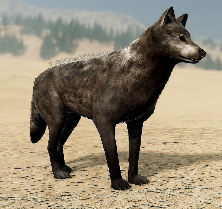WolfQuest: Anniversary Edition - Tips how to get NPC Coats - White Cheeks - 1A4E406