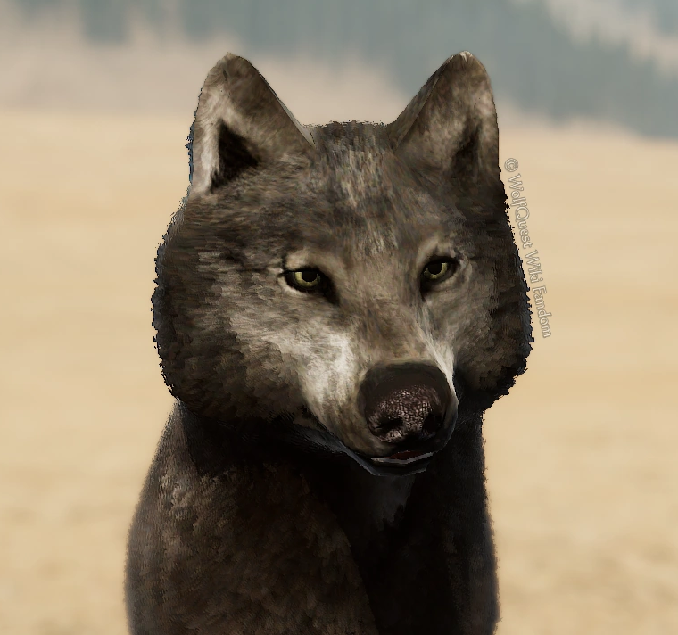 WolfQuest: Anniversary Edition - Tips how to get NPC Coats - White Cheeks - 3EC55C9